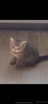 Bkh kitten - 2