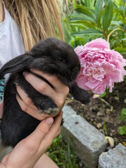 Baby-Hasen zu verschenken - 2