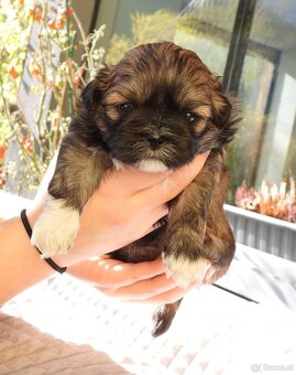 Süße Shih Tzu Welpen - 2