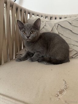 Babykatze halb britisch kurzhaar - 2