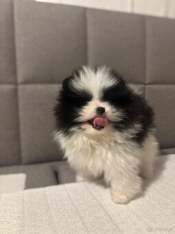 pomeranian Strakoš - 2