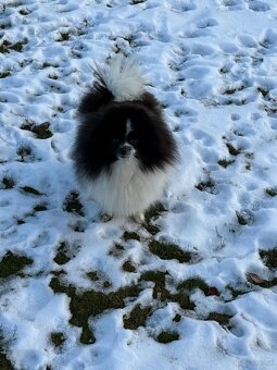 Pomeranian Hündin mit Stammbaum 3 Jahre alt - 2