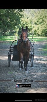 4 jähriger Wallach - 2