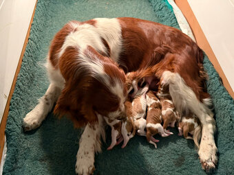 welsh springer spaniel Welpen - 2