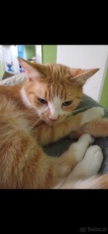 Katze zu verkaufen - 2