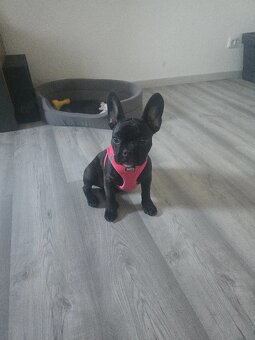 französische bulldogge - 2