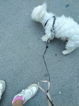 Hund Malteser - 2
