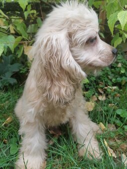 SPANIEL- FREUNDE AUFGEPASST - 2