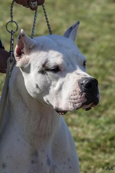 Dogo Argentino – wir nehmen Reservierungen für erstklas - 2