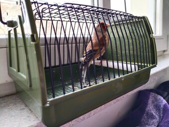 Stieglitzmischling - 2