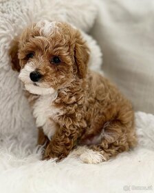 Gorgeous Puppies for sale - 2