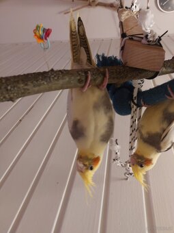 Gider heimo züchter - 2