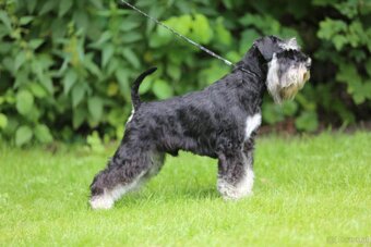 Zwergschnauzer Schwarz-Silber - 2