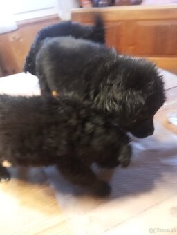 Mischlings Hunde Welpen - 2