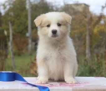 Puppy border collie - 2