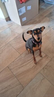 Zwergpinscher Hündin - 2
