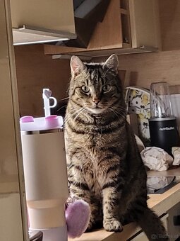 Katzen zu vergeben- nur mit Garten - 2