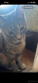 2 Katzen können einzeltn oder gemeinsam vermitteln werden - 2