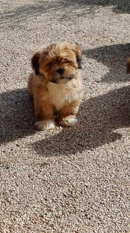 LHASA APSO Welpe mit Stammbaum - 2
