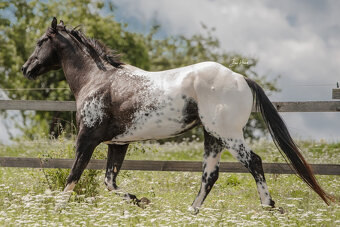 Appaloosa Deckhengst - Homozygot Schwarz - 2