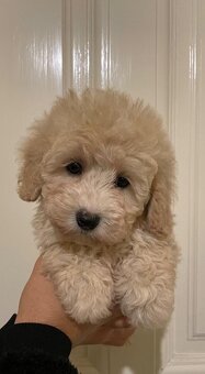 Maltipoo Welpe - 2