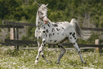 Appaloosa Deckhengst - Black Leopard - 2