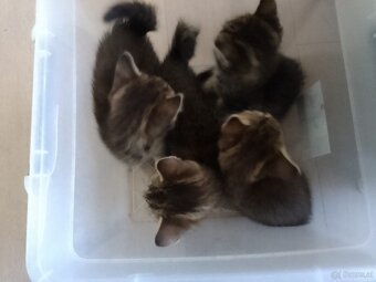Kitten 9wochen - 2