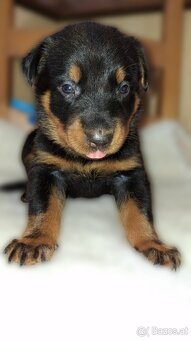 Beauceron - 2
