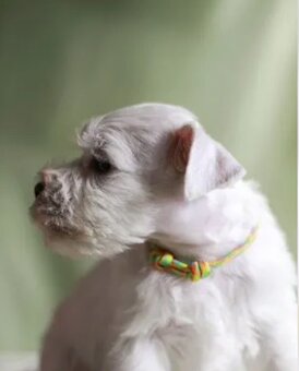 Weißer Zwergschnauzer - 2