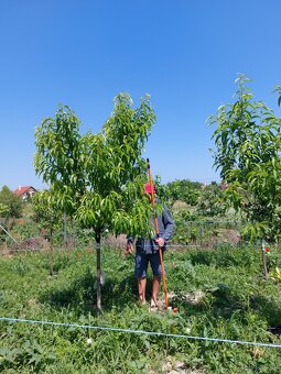 Große Obstbäume - 2