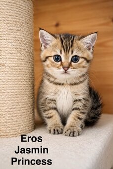 Eros Jasmin Princess - scottish straight mit Stammbaum - 2