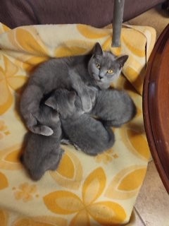 4 echte Kartäuser Chartreux Kätzchen - 2