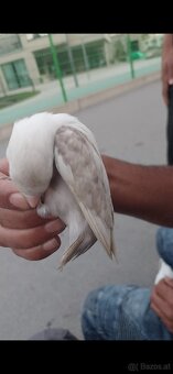 Vögel - 2