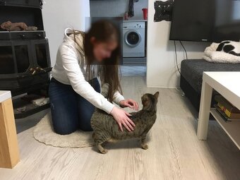 Kleine süße "Tigra" in liebevolle Hände abzugeben - 2