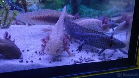 Axolotl zu verschenken - 2