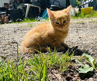 Katzenbabys - 2
