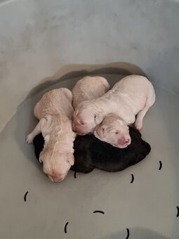 Goldendoodle - 2