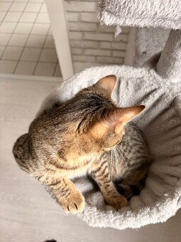 Baby/Jugend Katze, zum Betreuung geben, 1-3 Monate. - 2