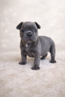 Exklusive Französische Bulldogge Hündin in Blau – seltene Ei - 2