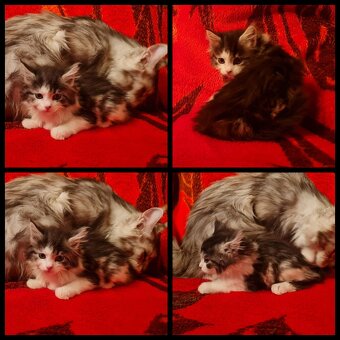 Reinrassige Maine Coon Kitten - 2