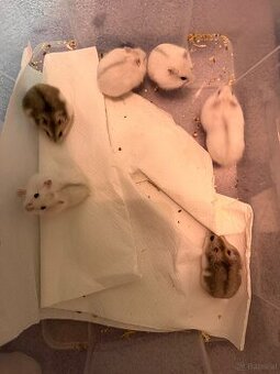 Dschungarische Zwerghamster Babys - 2