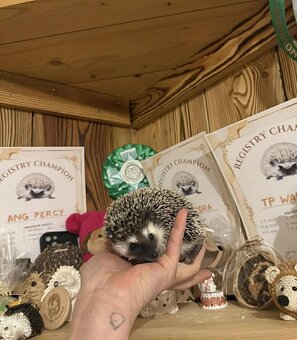Afrikanische Zwergigel - (African Pygmy Hedgehog) - 2