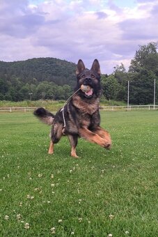 Deutscher Schäferhund - 2