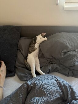Katzen - 2