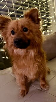 Kleine Hündin 5,5 kg, 1,5 Jahre alt sucht ein Körbchen - 2