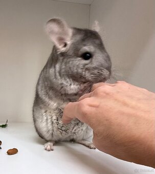 Chinchilla Böckchen suchen liebevolles Zuhause - 2