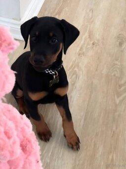 Doberman puppies zum werkaufen - 2