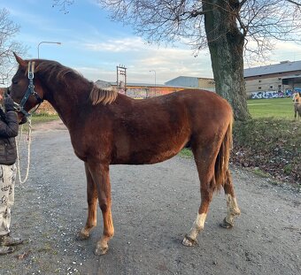 Hengst von Heartbreak ZH - 2