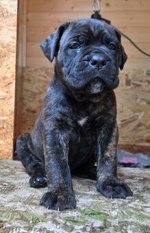 Cane Corso mit Stammbaum - 2