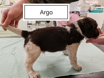 verkaufe kleine Münsterländer vorstehhund-Welpen - 2